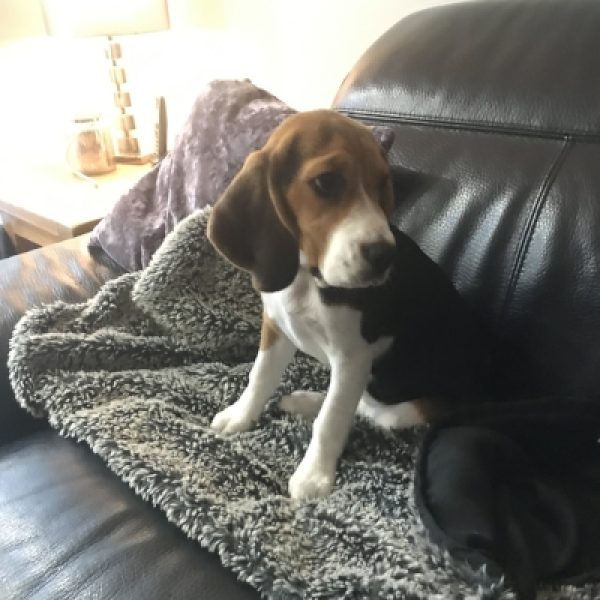 Marlie (Beagle)