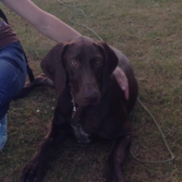 Chessy (German Shorthaired Pointer)